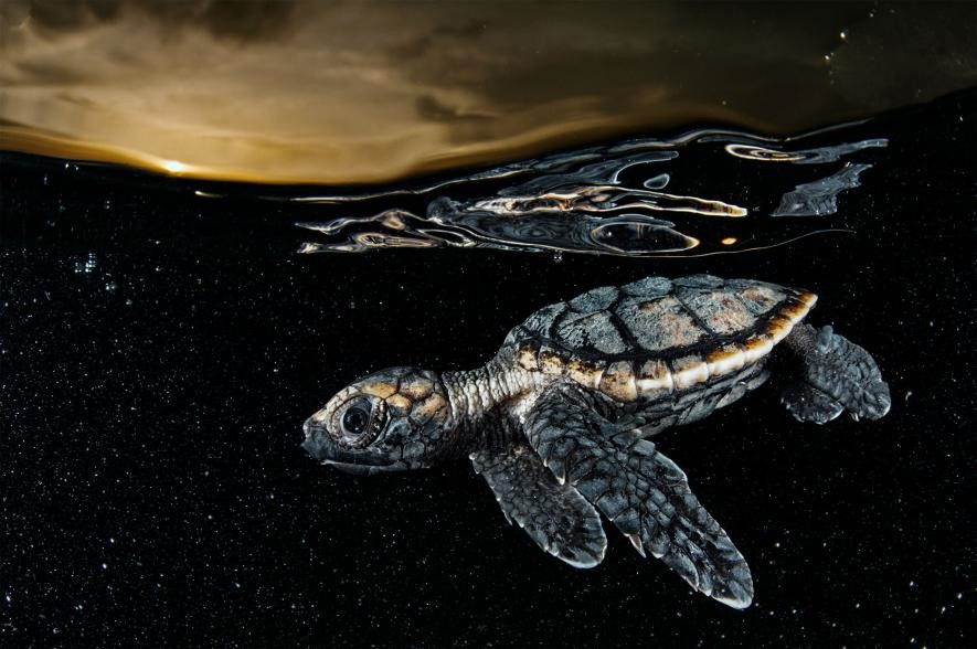 Đồi mồi (rùa biển) là một trong những loài vật khác dưới đáy đại dương đang đứng trước nguy cơ tuyệt chủng. Bức ảnh được chụp ở vùng biển ngoài khơi Cuba, nơi đã cấm đánh bắt loài động vật này từ năm 2008.
