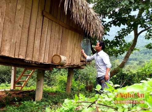 Ngoài ra người ta cũng có thể chủ động tìm bắt ong soi bằng 1 chiếc vợt làm bằng vải màn, để bắt ong soi vào bộng.