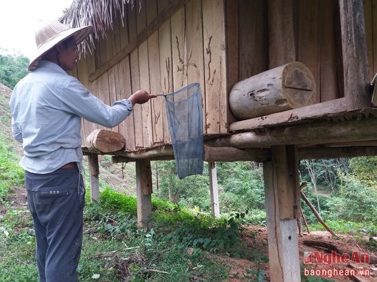 Theo Ông Lữ Ngọc Quyền, bản Mon, xã Thạch Giám, huyện Tương cho biết: mỗi mùa bắt ong ông bắt được từ 15 đến 20 bầy ong, sau 1,5 đến 2 tháng, mỗi thùng ong cho từ 2 đến 3 chai mật. Mỗi mùa ong ông thu từ 40 đến 60 chai mật. Với mỗi chai bán từ 300 đến 350 ngàn đồng.