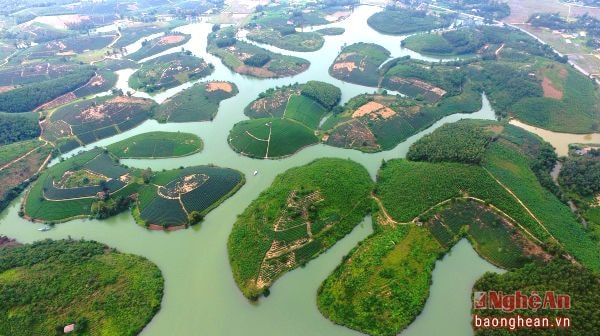 Quang cảnh khu vực đảo chè (xã Thanh An, huyện Thanh Chương). Ảnh: Sách Nguyễn