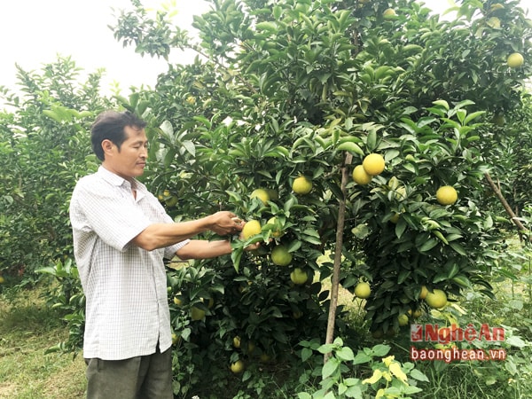 Nhiều trang trại cam ở Đồng Thành, Yên Thành cũng có kế hoạch để dành cam phục vụ nhu cầu dịp tết Nguyên đán