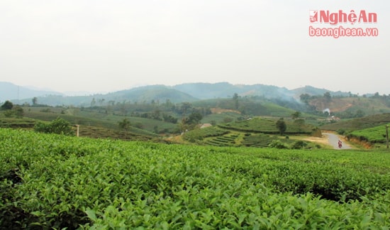 Những diện tích chè tươi tốt tại đập Cầu Cau