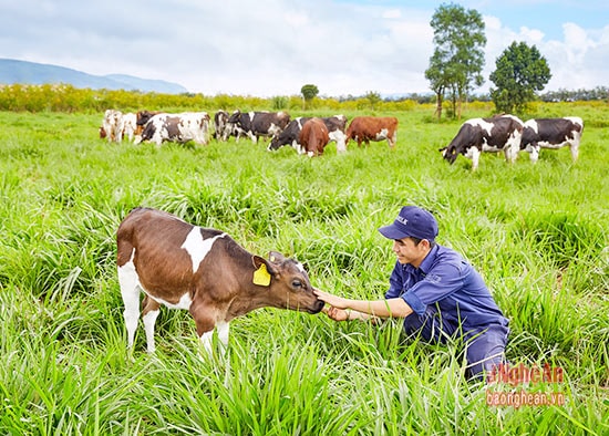 Vinamilk đã hoàn tất việc chứng nhận và đưa vào hoạt động trang trại bò sữa organic đầu tiên tại Việt Nam theo chuẩn Châu Âu tại tỉnh Lâm Đồng. Dự kiến vào giữa tháng 12/2016, Vinamilk sẽ cho ra mắt sản phẩm sữa tươi organic cao cấp đầu tiên được sản xuất tại Việt Nam.