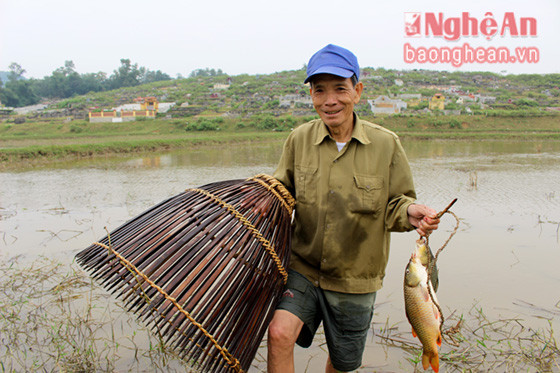 Mỗi buổi đi nơm, tùy hên xui, mỗi người cũng kiếm được vài kg cá, chủ yếu là cá gáy, cá tràu… nhiều bữa “trúng tủa” còn được cả yến cá, tha hồ để cả nhà kho, rán, nướng…. 