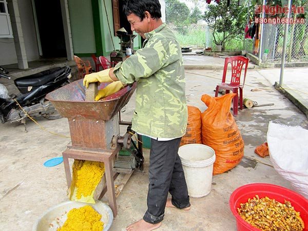 Với nhiều hộ trồng nghệ nguyên liệu và sản xuất tinh bột nghệ, xã Nghi Kiều đang có chủ trương xây dựng làng nghề.