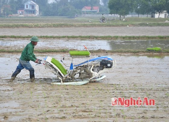 Đưa cơ giới hóa vào cấy lúa ở thị trấn Hưng Nguyên