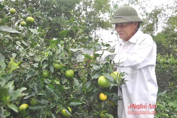 Thầy giáo Thái Bá Am giữa vườn cam Xã Đoài vừa được thầy lai tạo thành công.