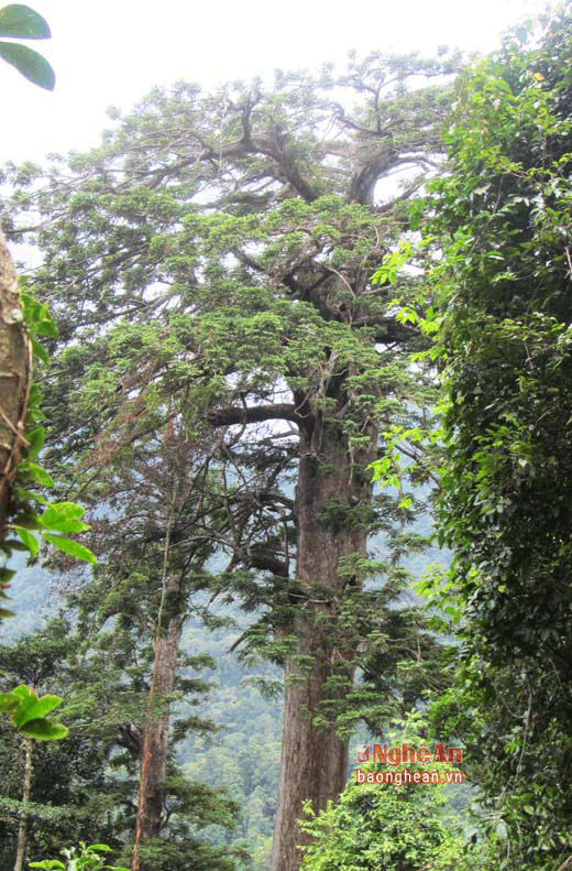 Cây sa mu dầu thường phân bố ở độ cao từ 1400m đến 1800m. (Ảnh Nhật Lân).