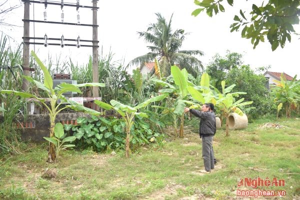 Ông Vũ Huy Trung - Giám đốc HTX Điện năng Quỳnh Bá cho rằng do cổ phần hóa nên hệ thống điện lưới trong xã luôn được nâng cấp.