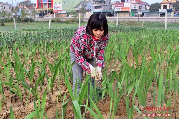 Người dân xóm 3, xã Nghi Kim (TP. Vinh) chăm sóc hoa lay ơn.