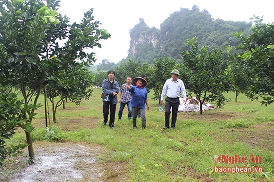 Cam ở vùng Bãi Phủ dưới chân núi đá vôi (xã Đỉnh Sơn - Anh Sơn) đang được người dân mở rộng diện tích.Ảnh: Nguyên Sơn