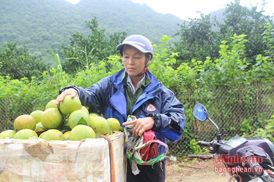 Cam Bãi Phủ được các hộ thu hái bán cho khách hàng.Ảnh: N. Sơn