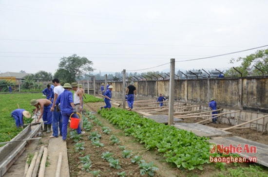 Các học viên tham gia lao động trị liệu ở Trung tâm Giáo dục Lao động Xã hội thành phố Vinh.