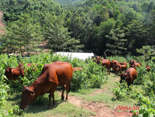 Chăn nuôi bò thả đồi là một trong những thế mạnh của nông dân xã Quỳnh Vinh (TX. Hoàng Mai).