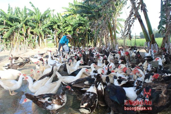 Các trang trại kết hợp chăn nuôi với trồng cây ăn quả