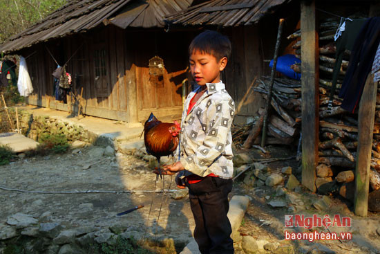 Những chú gà chọi của trẻ em người Mông thường nhỏ hơn so với gà chọi ở miền xuôi nhưng đi đâu cũng được các em mang theo bên người để chăm bẵm.