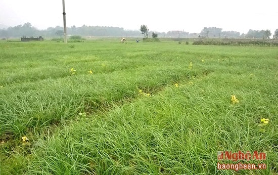 Những đồng hành tăm rộng ở Đô Lương