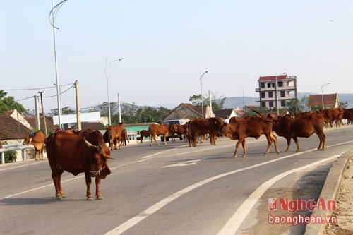 Trên tỉnh lộ 542 đoạn qua xóm 4, 5 xã Hưng Xá (Hưng Nguyên) trâu bò thường xuyên tập trung hàng chục con, nằm đứng khắp lòng đường, đặc biệt là đoạn ngã tư cầu Yên Xuân.