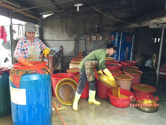 Hiện Quỳnh Vinh có 50 hộ chế biến tinh bột nghệ.