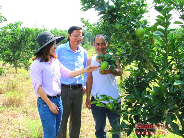 Vườn cam chất lượng cao của Công ty TNHH Công nghệ cao Phủ Quỳ đã cho ra quả bói.