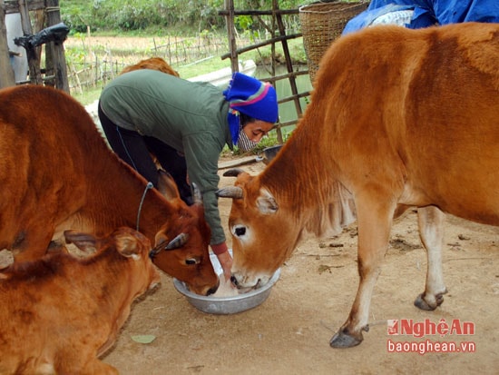 Đàn bò của gia đình ông Vi Văn Dũng nghe tiếng gọi về để ăn muối.