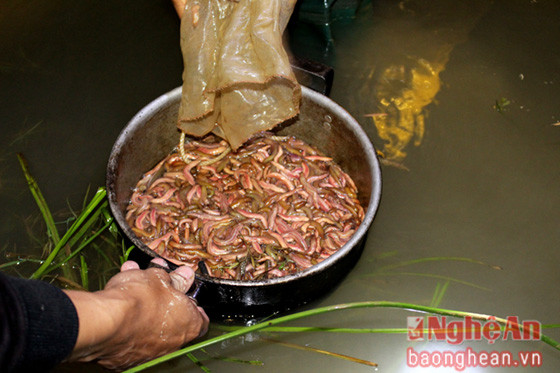 8.Bắt rươi trên ruộng, nhiều ít thất thường, có đêm đổ trủ được hàng chục ký, nhưng có đêm cũng chỉ vài ba lượng, lại phải đi chao từng con rươi vô cùng vất vả.