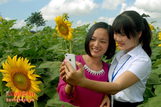 Du khách trên cánh đồng hoa hướng dương ở nông trường TH (Nghĩa Đàn). Ảnh: P.V