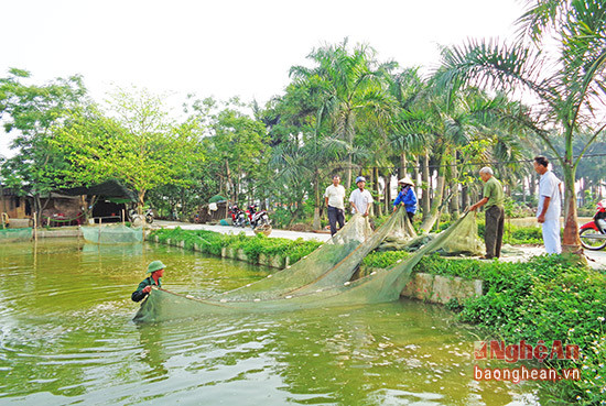 Thu hoạch cá giống ở trang trại của ông Lê Văn Thắng xóm Trung Nghĩa phường Đông Vĩnh.