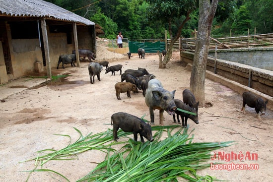 Đàn lợn rừng của ông Dũng nghe tiếng kẻng chạy về.