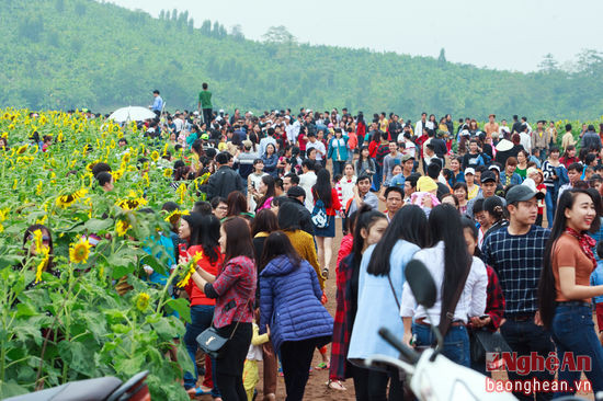 Hàng ngàn người đổ về cánh đồng hoa hướng dương Nghĩa Đàn trong mùa hoa nở.