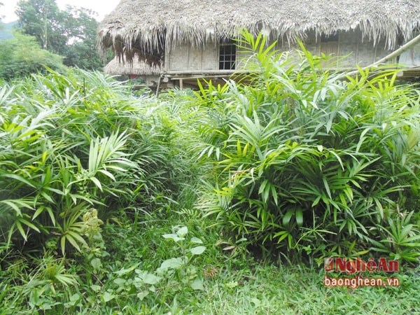 Cây mây dự án ở bản Nam Đình, xã Chi Khê (Con Cuông) đã quá lứa không có người mua.