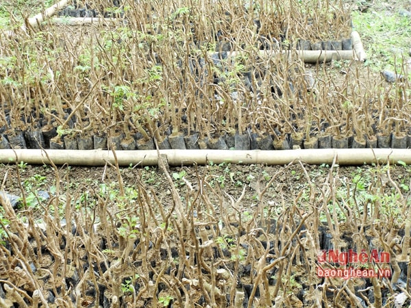 Dự án trồng Đinh Lăng ở bản Tân Hương Yên Khê hoán toàn bị phá sản