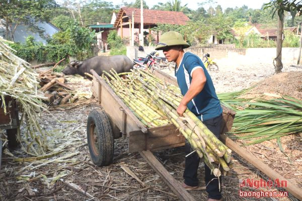 Mía chuyển về chuẩn bị ép lấy mật.