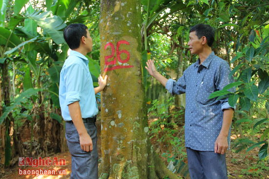 Phòng Nông nghiệp huyện Quế Phong đã đánh số cho những cây quế Quỳ còn lại trên địa bàn. Trong ảnh là gốc quế gần 30 năm tuổi của gia đình ông Hà Sỹ Quế ở xã Tiền Phong