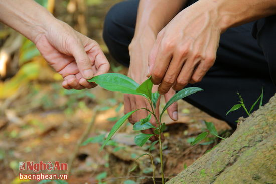 Một cây quế Quỳ non