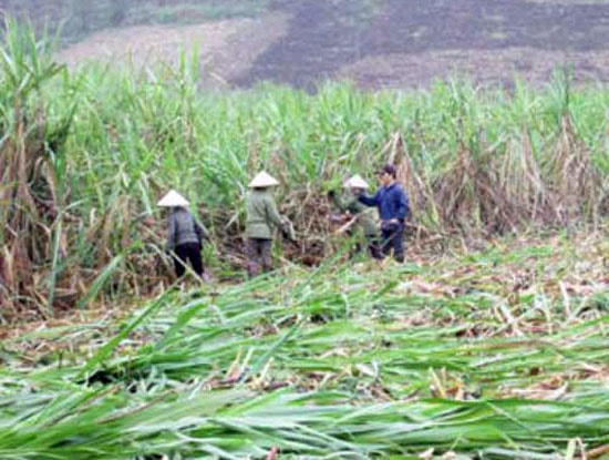 Khu vực xảy ra vụ án mạng là tại ruộng mía. (ảnh minh họa)