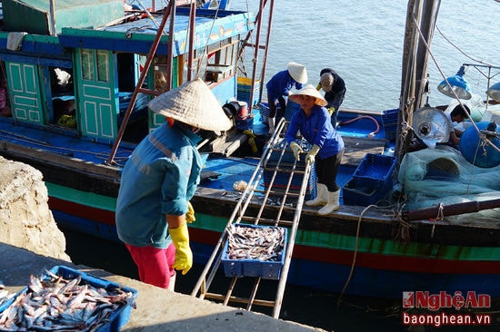 Chuyển cá từ tàu vào lò hấp cá - Tại Quỳnh Phương