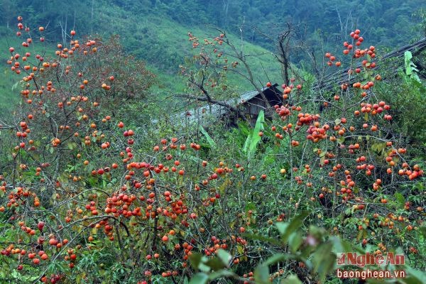 Những cành hồng trĩu quả ở Tây Sơn.