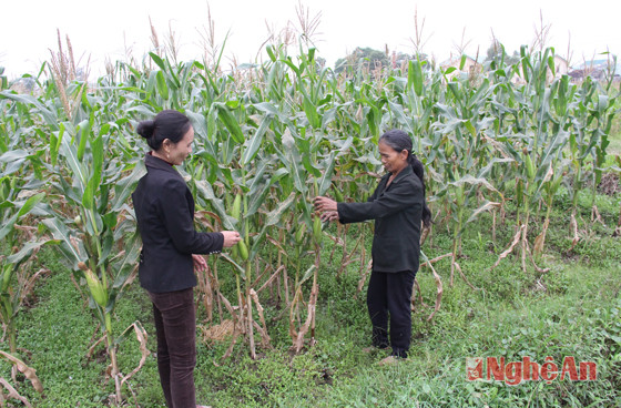 Bí thư chi bộ xóm 5 xã Tăng Thành Ngô thị Huyền (bên trái) hướng dẫn người dân trồng ngô nếp vụ đông