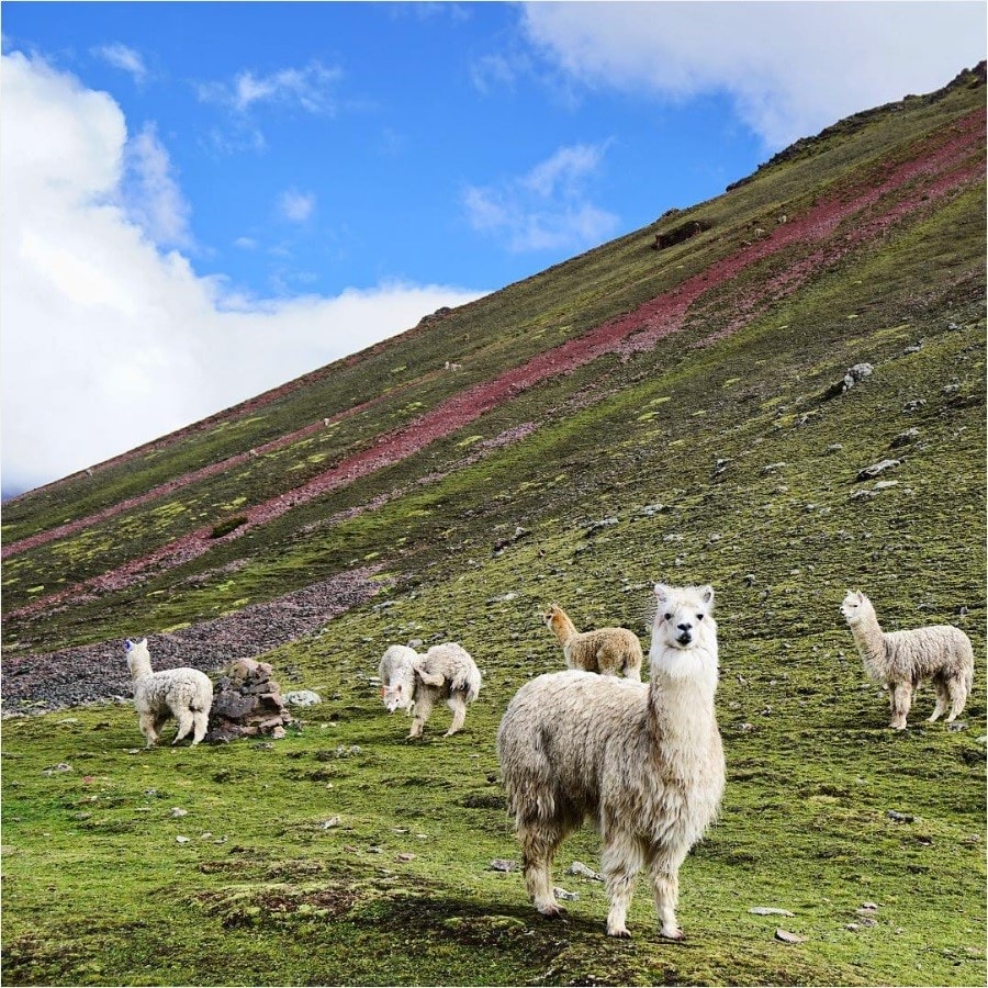 Vùng núi Vinicunca luôn có 5 dải màu dễ thấy, tuy nhiên vẫn chưa có lời giải thích khoa học nào cho hiện tượng ở vùng đất này. Đây là những chú lạc đà tại chân núi. Ảnh:Hashtagheaton/Instagram.