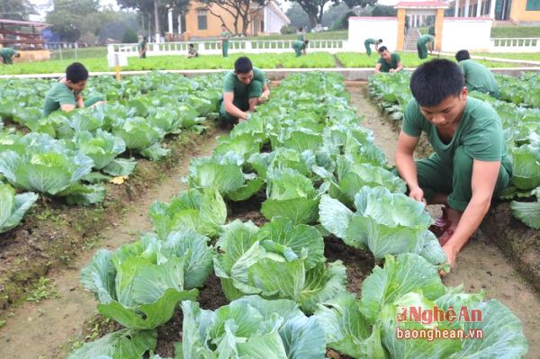 Song song với công tác huấn luyện, sẵn sàng chiến đấu thì tăng gia sản xuất cũng được các đơn vị quan tâm chú trọng. Ở đây các vườn rau lúc nào cũng xanh mướt đảm bảo luôn có rau sạch cho bộ đội sử dụng.