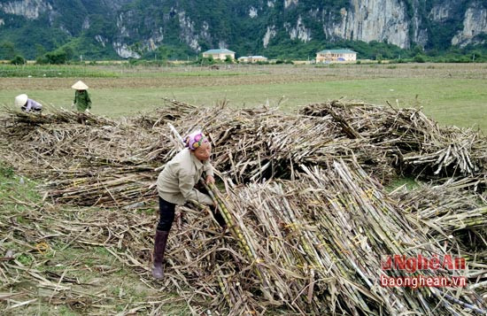 Mía được tập kết để nhập cho nhà máy mía đường.