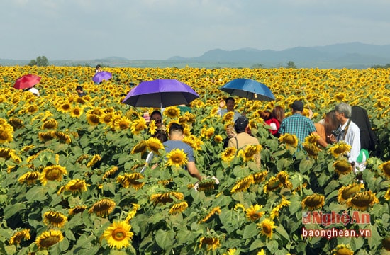 Giữa bao la của cánh đồng hoa, những du khách thập phương say sưa thưởng ngoạn,