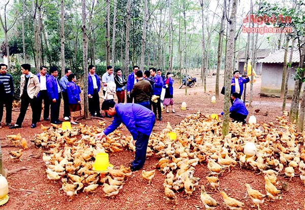 Đoàn Thanh niên nhân dân cách mạng Lào tham quan trại gà của anh Trần Văn Đức tại Đô Lương- Nghệ An.