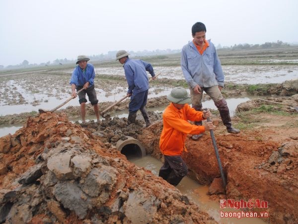 Sau khi chuyển đổi xong ruộng đất, xã Lăng Thành (Yên Thành) đặt hệ thống cống dẫn nước qua các trục đường nội đồng.