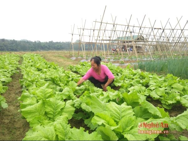 Mô hình điểm trồng rau an toàn rộng 5 ha ở xã Phúc Sơn (Anh Sơn).