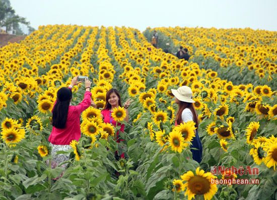 Cánh đồng hoa hướng dương tiếp tục thu hút du khách đến tham quan, chiêm ngưỡng.