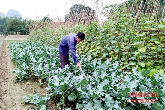 Gia đình ông Ngô Khắc Tuấn thôn 4 xã Hoa Sơn được huyện Anh  Sơn khen thưởng trong đợt sơ kết cuộc vân động “khu dân cư nói không với  thực phẩm bẩn”, Trong sản xuất rau màu gia đình ông luôn tuân thủ đúng  quy trình sản xuất không sử dụng thuốc trừ sâu hóa học.