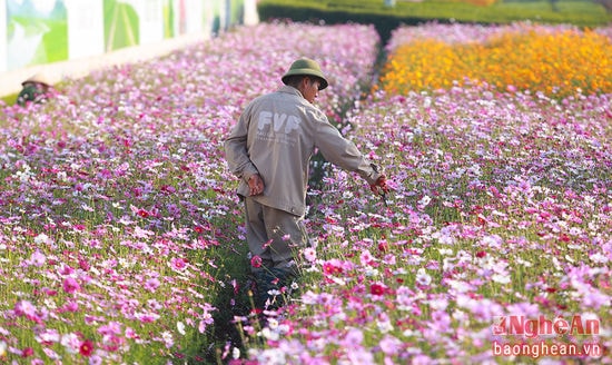 Chúng được các công nhân chăm sóc, tỉa tót cẩn thận hàng ngày.