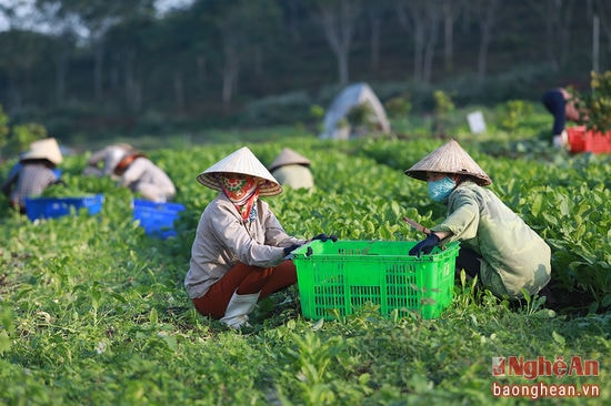 Cạnh đó là vườn rau hữu cơ.